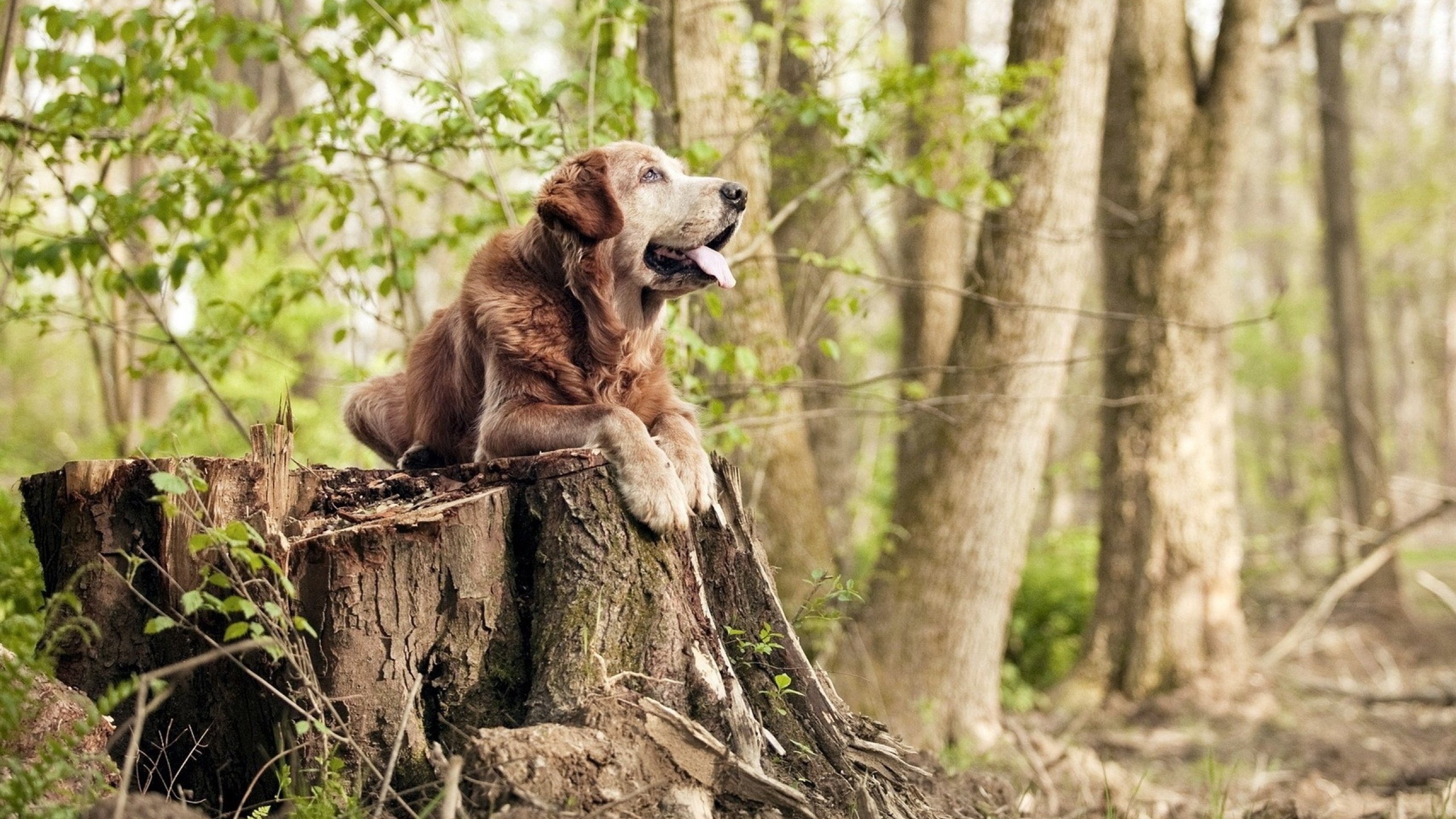 生死鏖战！湖人险胜吉林队，西亚卡姆神级发挥定乾坤