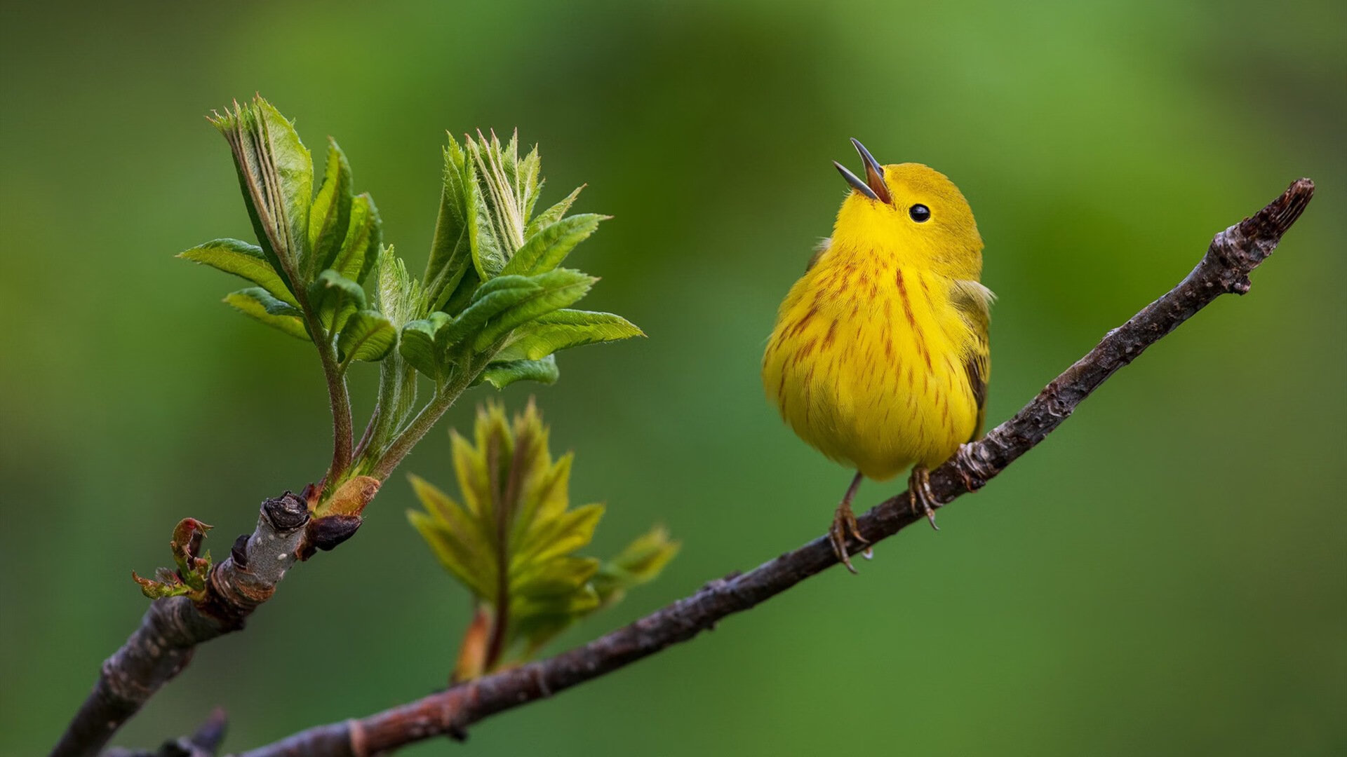 跨界对决,塔图姆用东方智慧为上海队按下胜利密钥