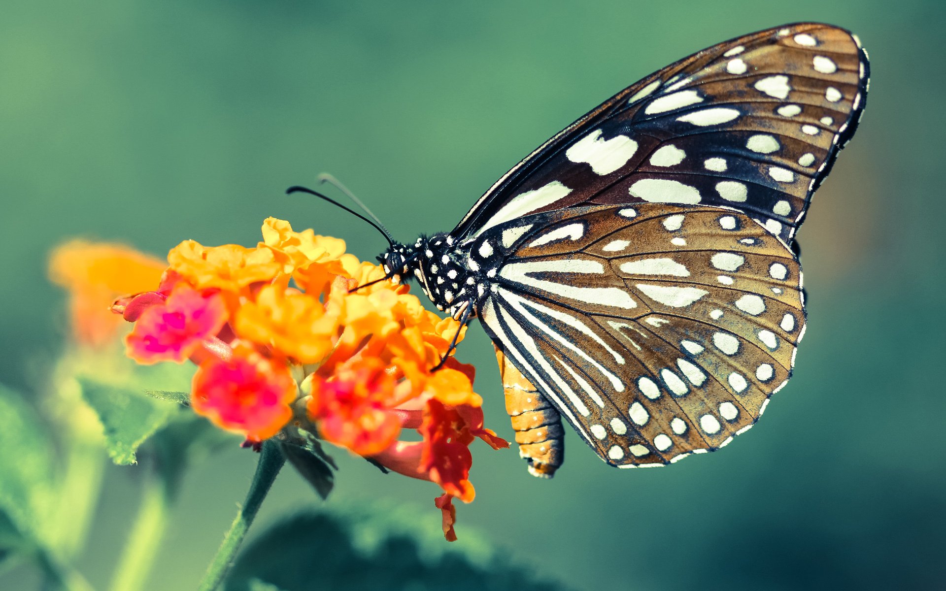 切特关键先生显威,山西队提前终结辽宁队悬念
