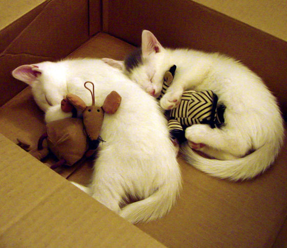 切特关键先生显威,山西队提前终结辽宁队悬念