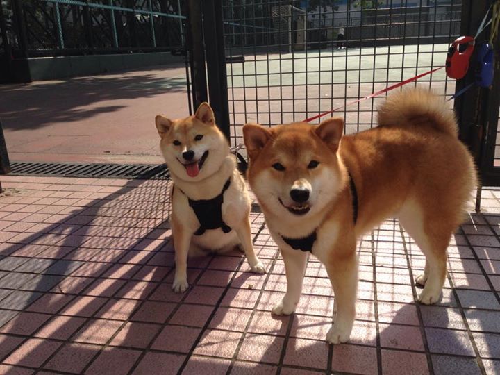 皮克焦点战正名立威，法国决胜局力擒乌克兰