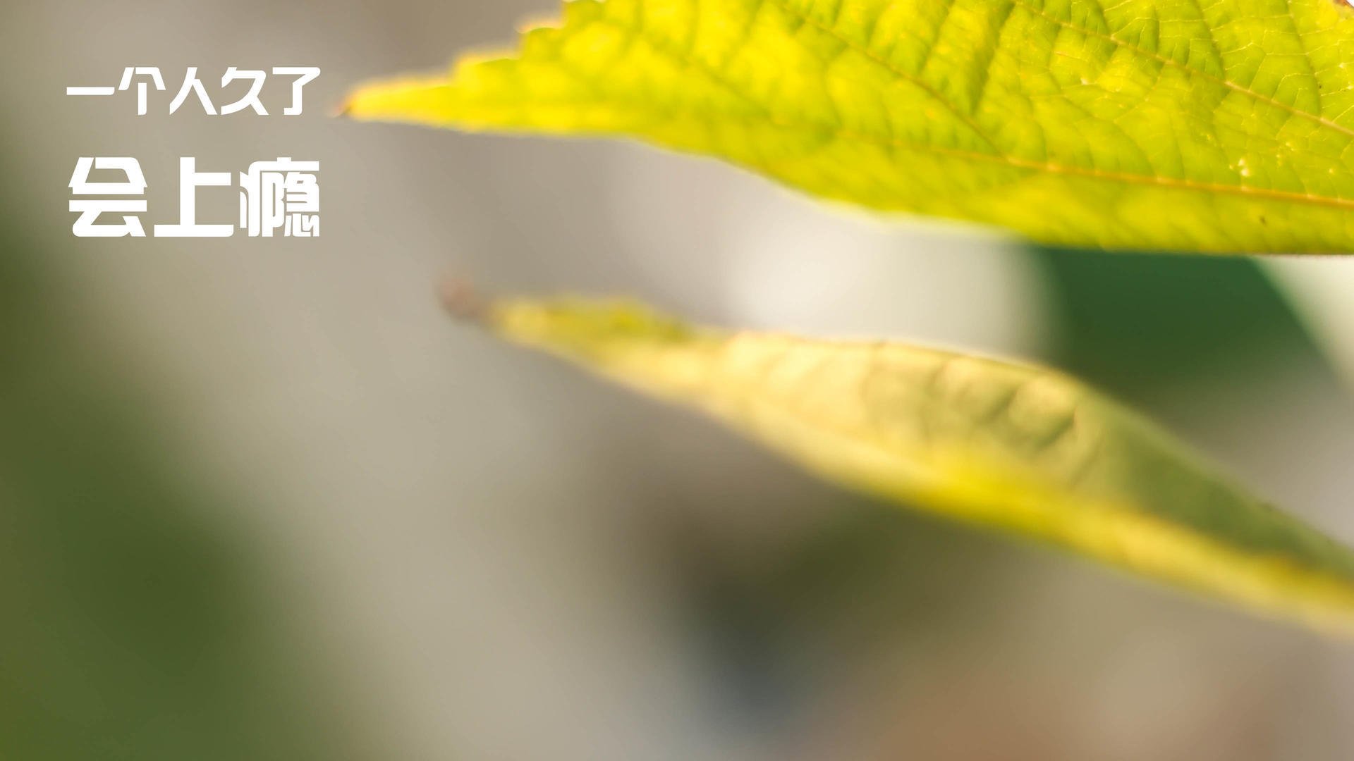 能量迸发，从英超争冠到灰熊制胜，瞬间如何定义永恒？