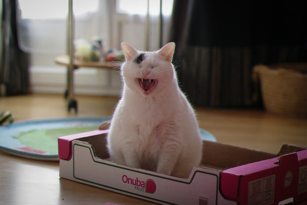 超新星崛起！蒂亚戈导演闪电风暴，尼日利亚狂胜丹麦震惊世界足坛