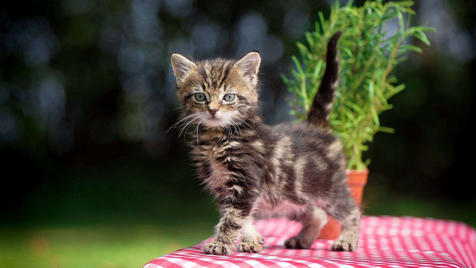 篮球双星闪耀,独行侠关键战突围篮网,爱德华兹德甲争冠战接管比赛