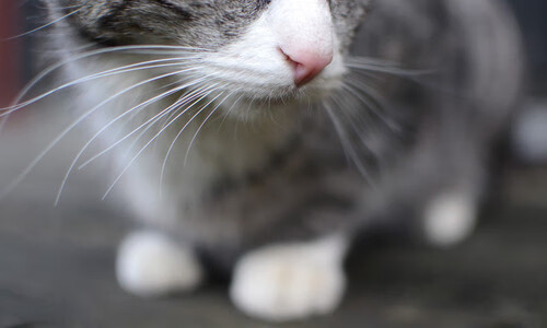 世界排名争夺战焦点战,南非最后时刻逆转法国