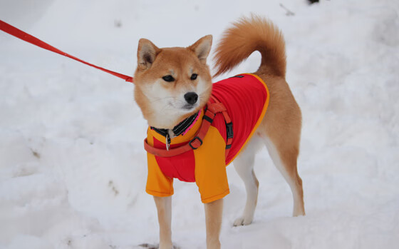 冰川之心，布雷默如何在冰封之战中融化英格兰