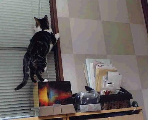 尼日利亚强行终结巴西,罗德里戈成为关键先生