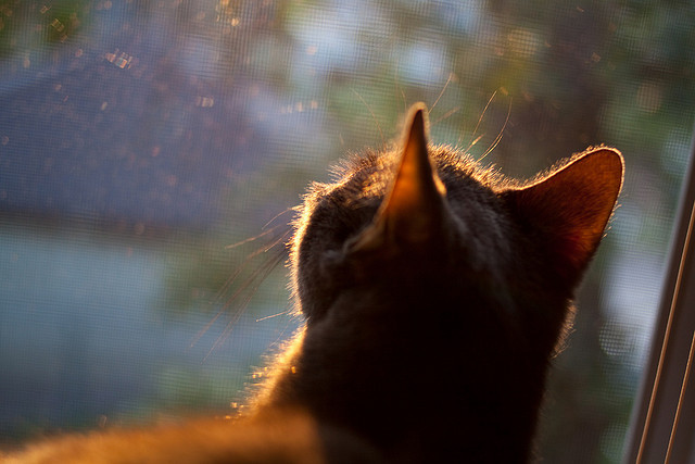 足球世界的碾压与接管,塞内加尔的崛起与苏亚雷斯的国家德比传奇