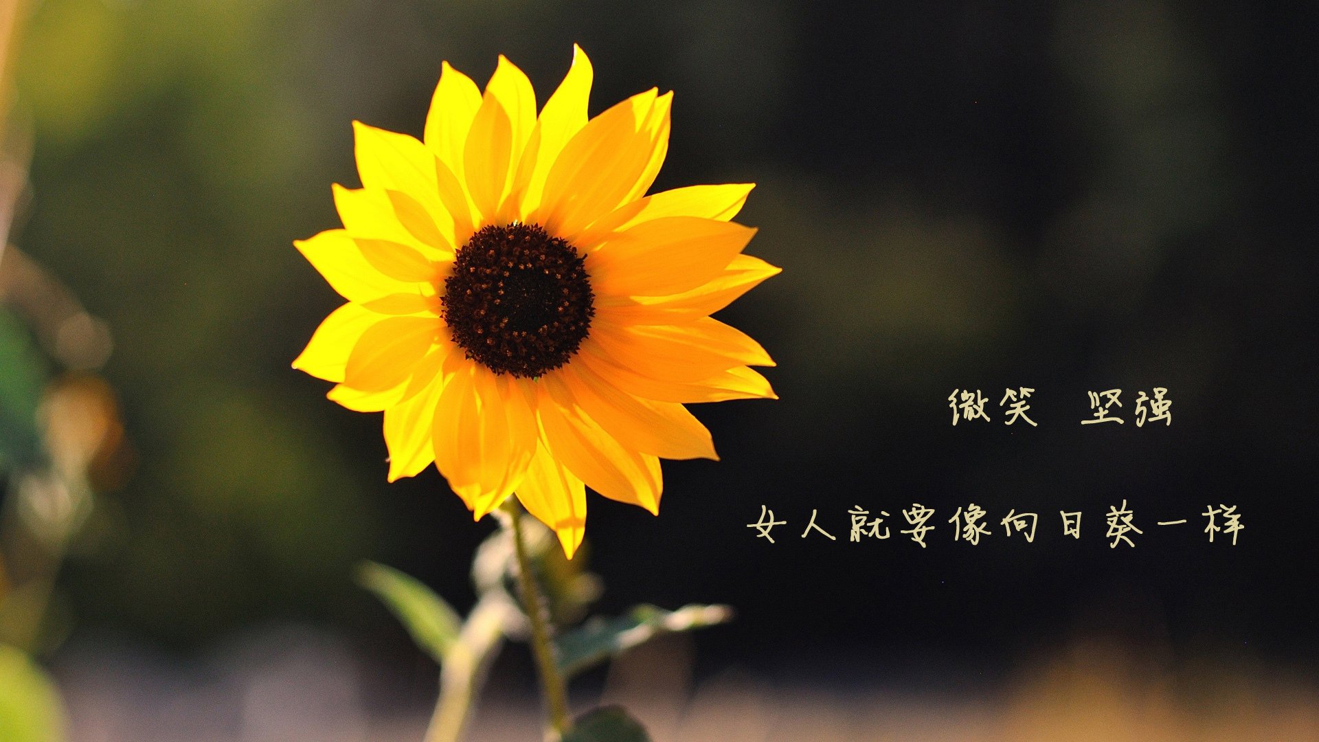 铁血防线与闪电枢纽，牙买加锁死英格兰，黄喜灿的攻防艺术