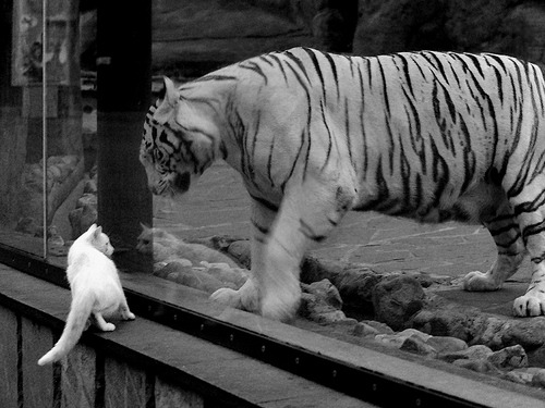 森林狼横扫黄蜂,浓眉戴维斯化身关键先生定乾坤