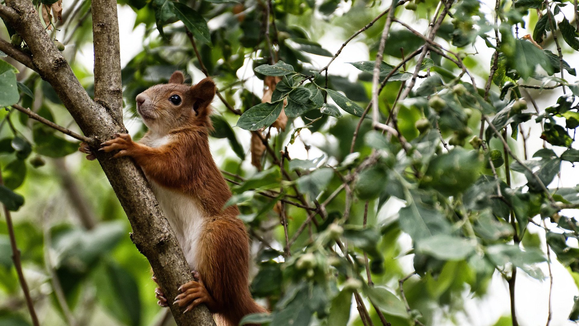 东方明珠对决丹佛高原，浓眉关键剑，封喉上海滩