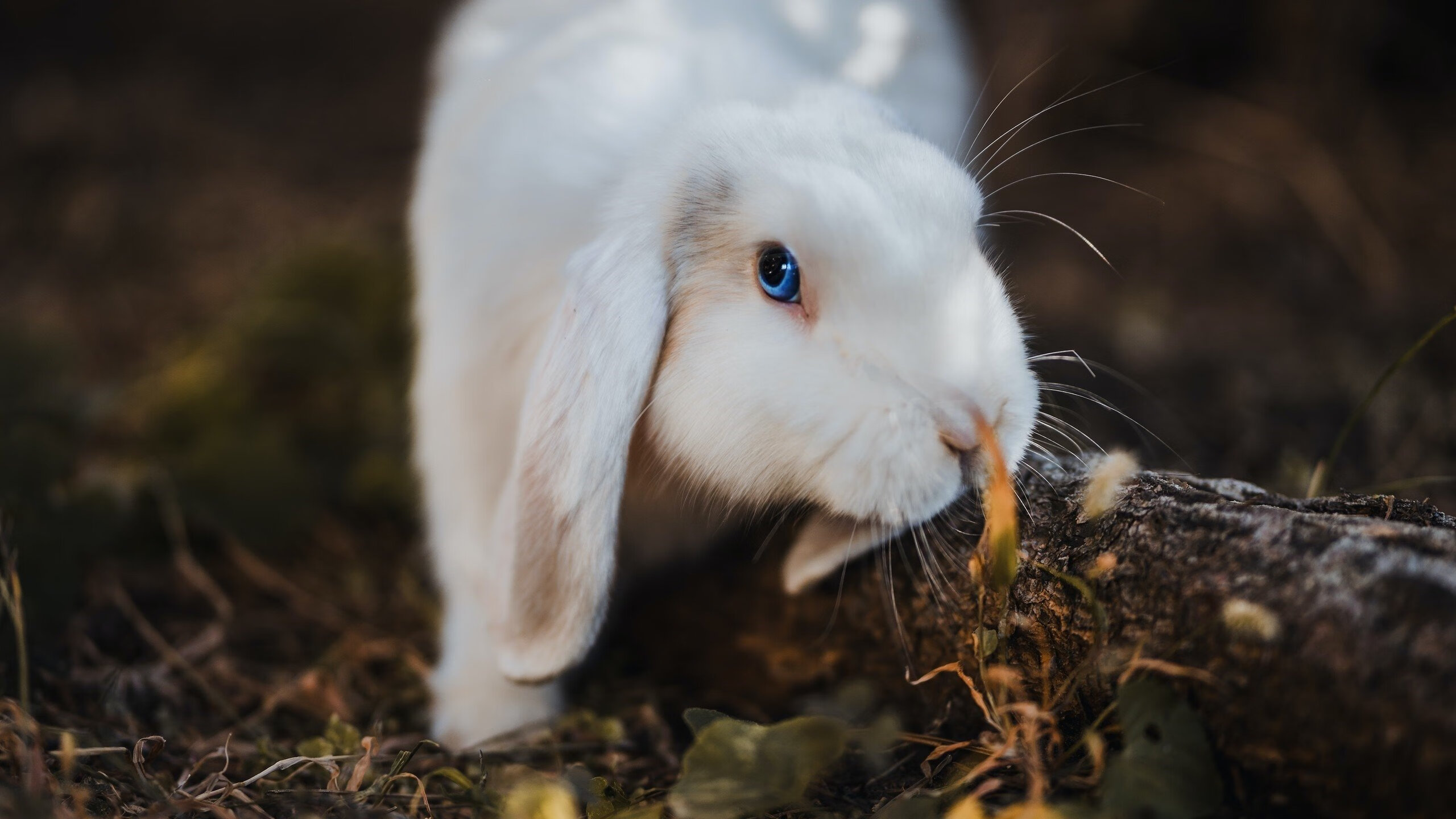 铁血防守铸就传奇，哥斯达黎加封锁比利时，阿尔瓦雷斯关键先生闪耀